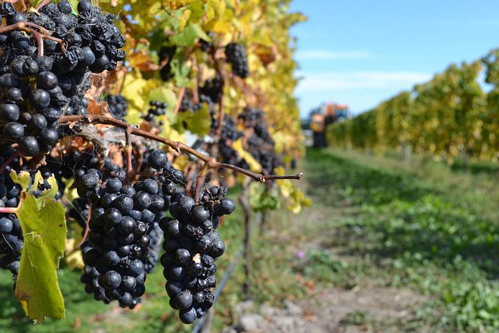 Pinot Noir Grapes